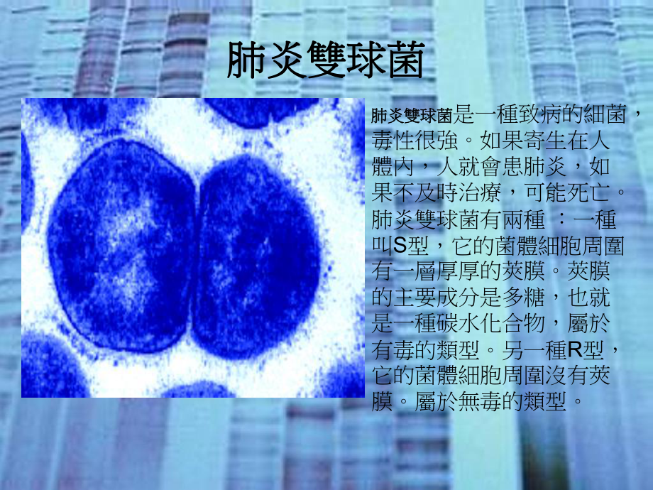 典型的肺炎双球菌肺炎课件.ppt_第3页