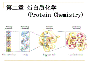 -蛋白质化学(ppt文档)课件.ppt