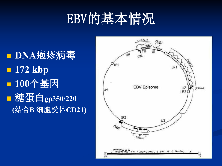 EBV相关TNK细胞淋巴组织增殖性疾病课件.ppt_第2页