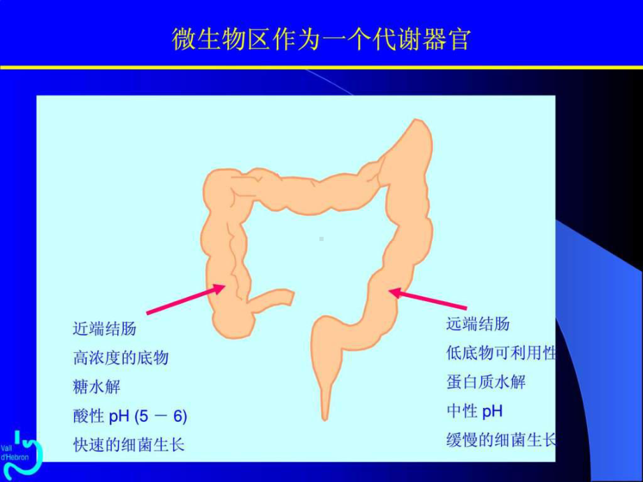 肠道微生态-PPT课件.ppt_第3页