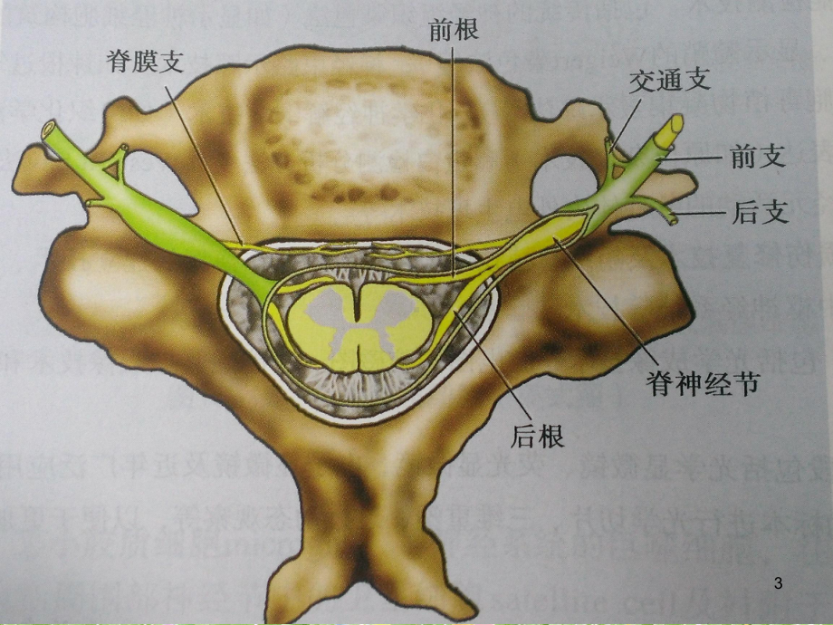 臂丛神经解剖PPT参考课件.ppt_第3页