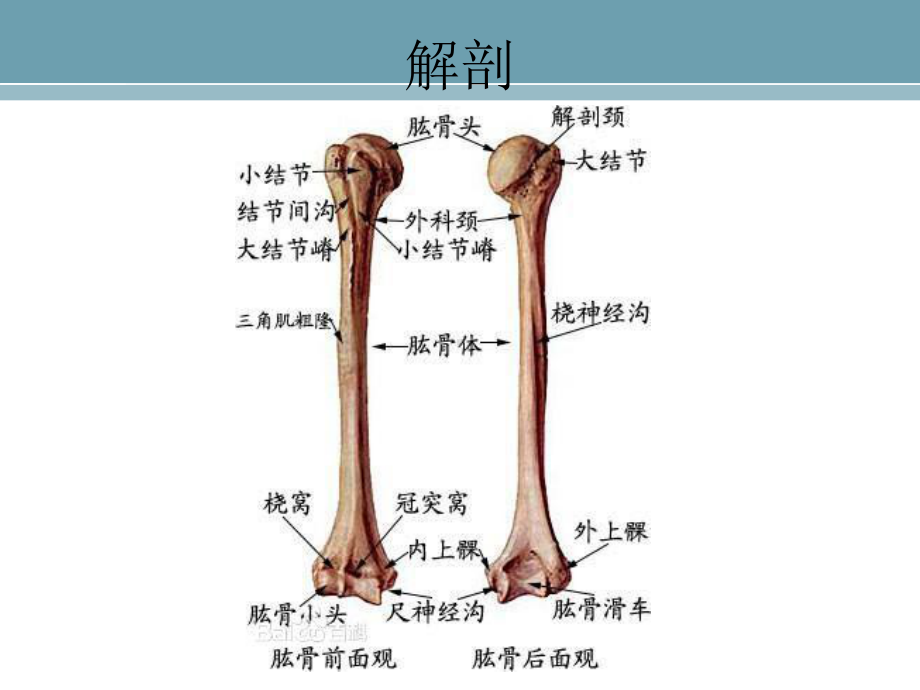 肱骨干骨折手术配合-共16页课件.ppt_第3页