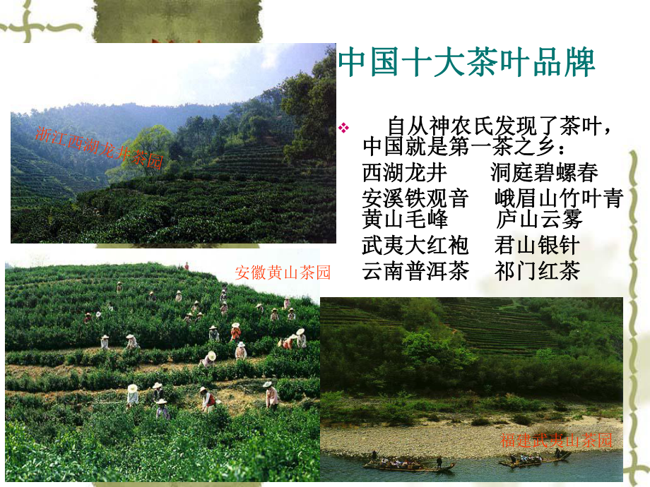 茶叶种植技术ppt课件.ppt_第3页