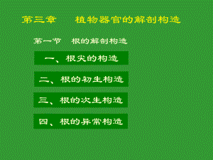 药用植物学课件yyzwx4根的解剖结构.pptx