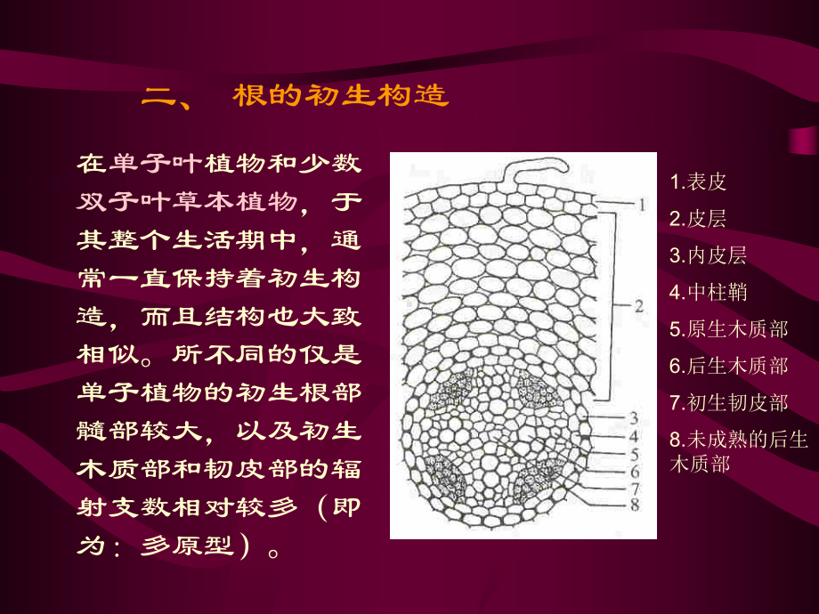 药用植物学课件yyzwx4根的解剖结构.pptx_第3页