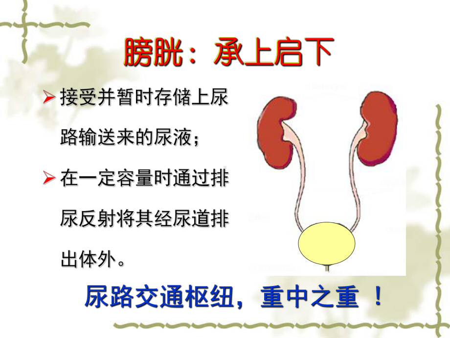 膀胱压-尿路双刃剑课件.ppt_第3页