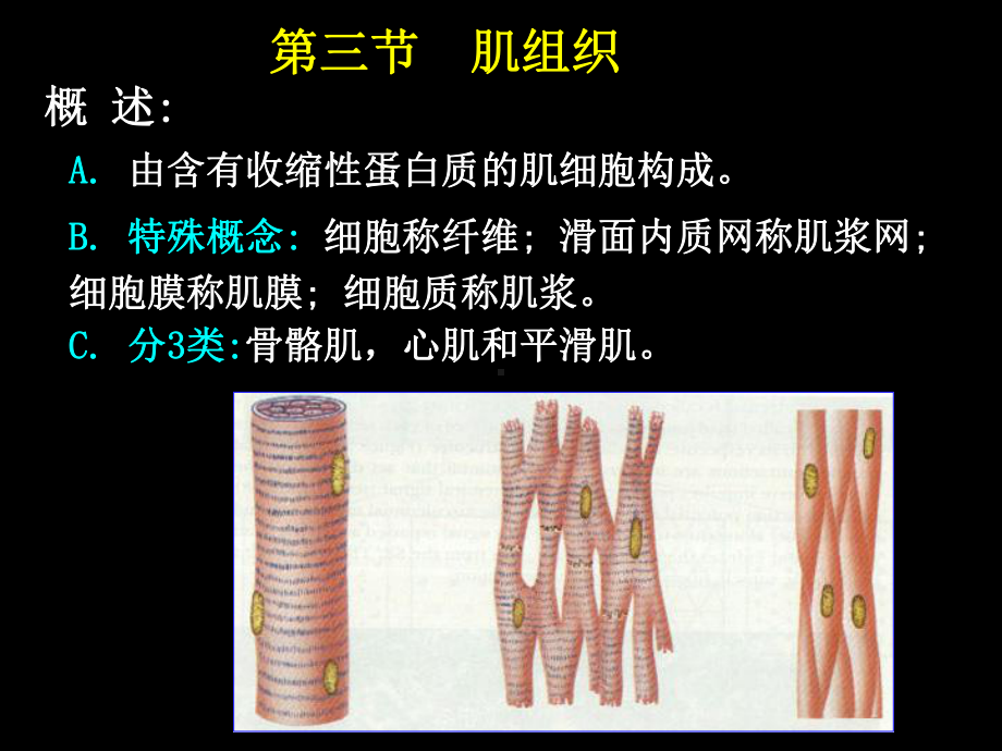 人体结构学-基本组织-肌组织课件.ppt_第1页