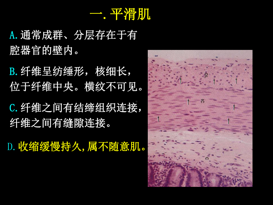 人体结构学-基本组织-肌组织课件.ppt_第2页