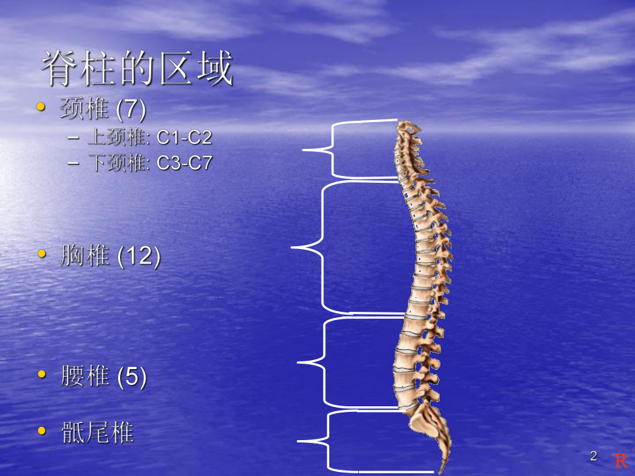 脊柱解剖基础及其康复治疗医学PPT课件.ppt_第2页