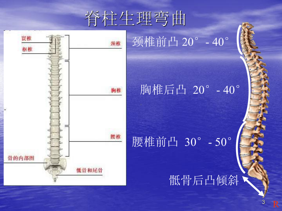 脊柱解剖基础及其康复治疗医学PPT课件.ppt_第3页