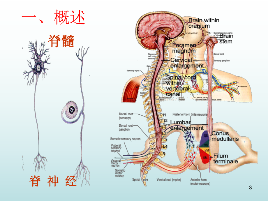 脊神经解剖PPT参考课件.ppt_第3页