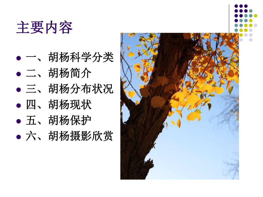 胡杨简介及保护 课件.ppt_第3页