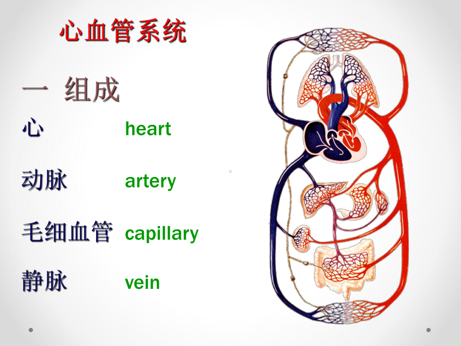 脉管系统心脏罗毅课件.ppt_第2页