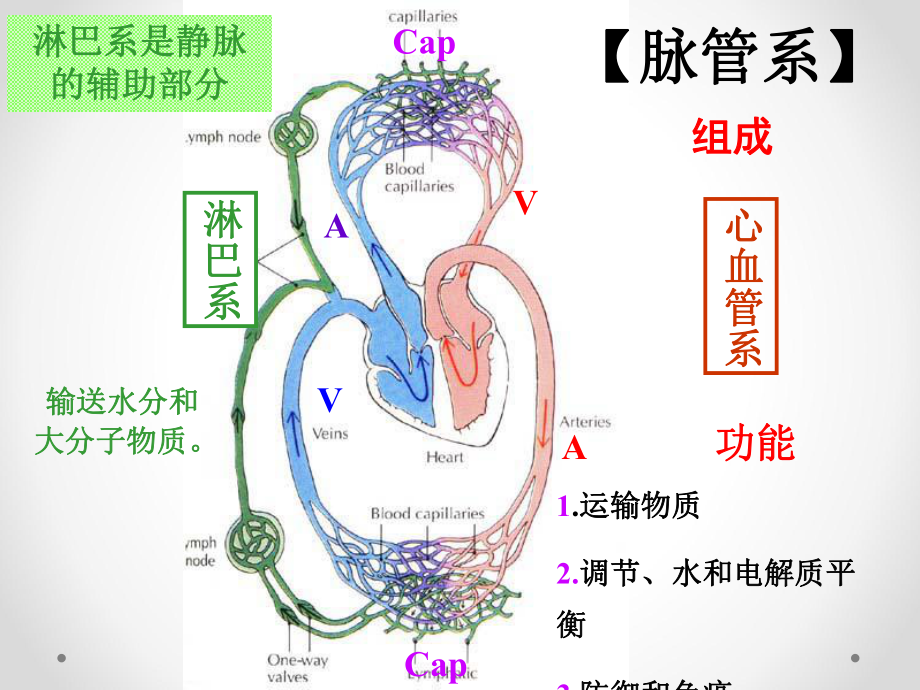 脉管系统心脏罗毅课件.ppt_第3页