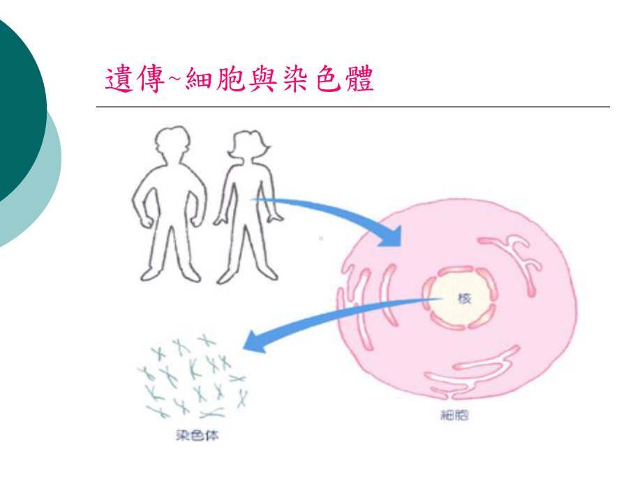 绝种基因问题课件.ppt_第3页