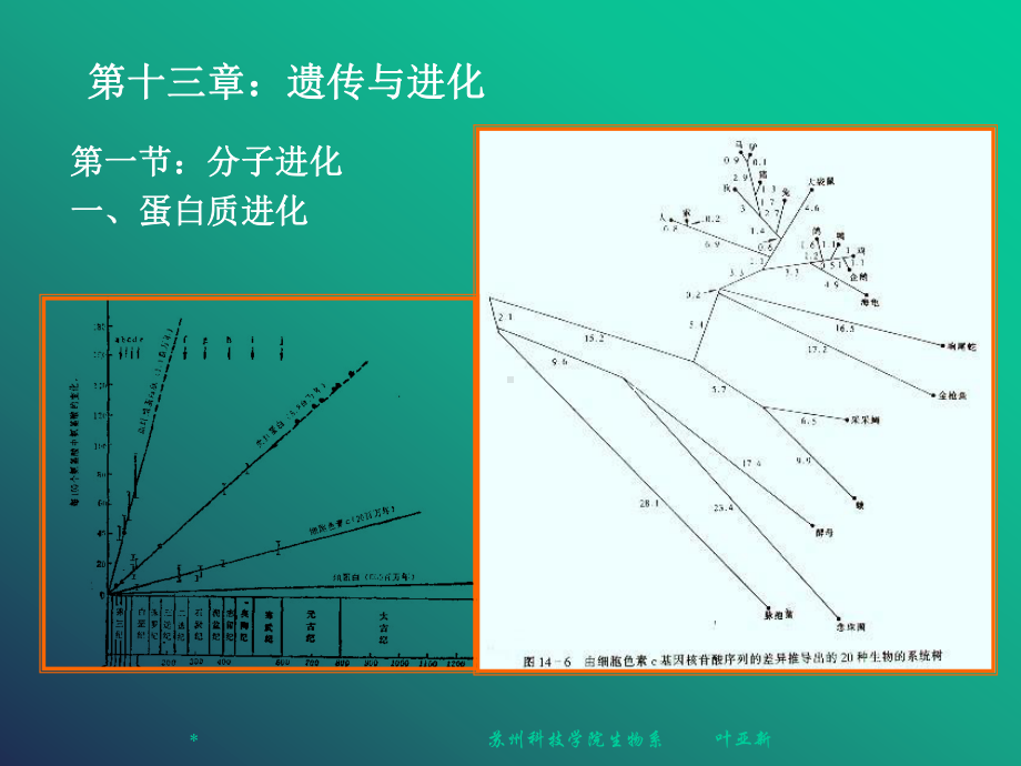 遗传学第十三章遗传与进化-PPT课件.ppt_第3页