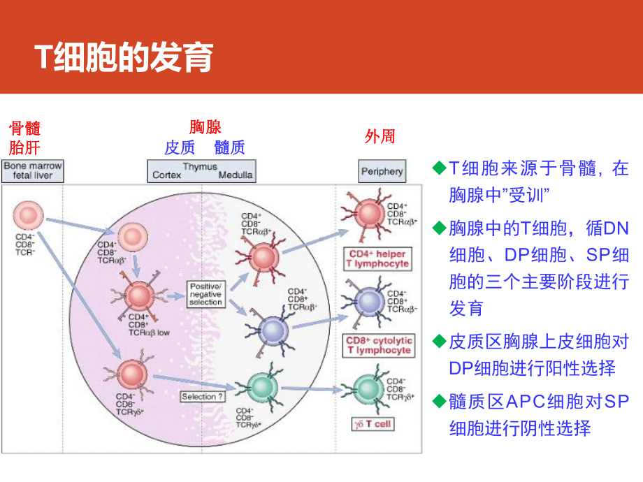 Tcell-response-T细胞介导的免疫应答-医学免疫学课件.pptx_第3页