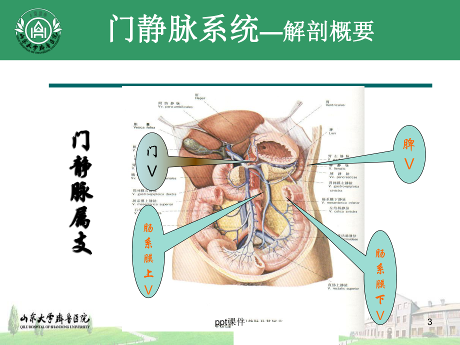 门脉系统解剖及门脉高压病理生理-ppt课件.ppt_第3页