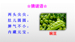 部编版四年级上册语文 5 一个豆荚里的五粒豆 公开课课件 2.ppt