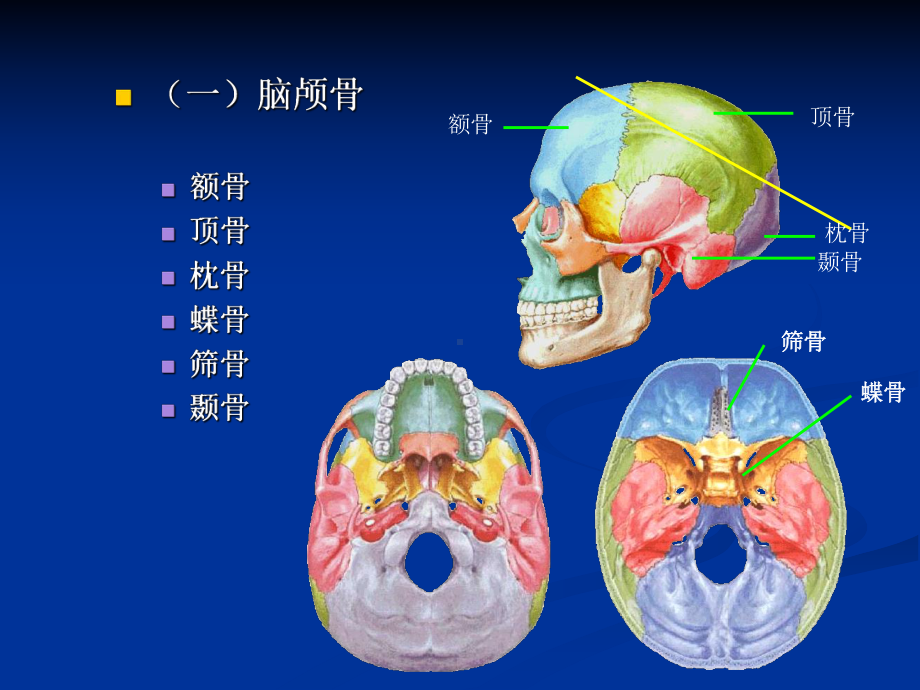 颌面部骨结构解剖课件.ppt_第3页