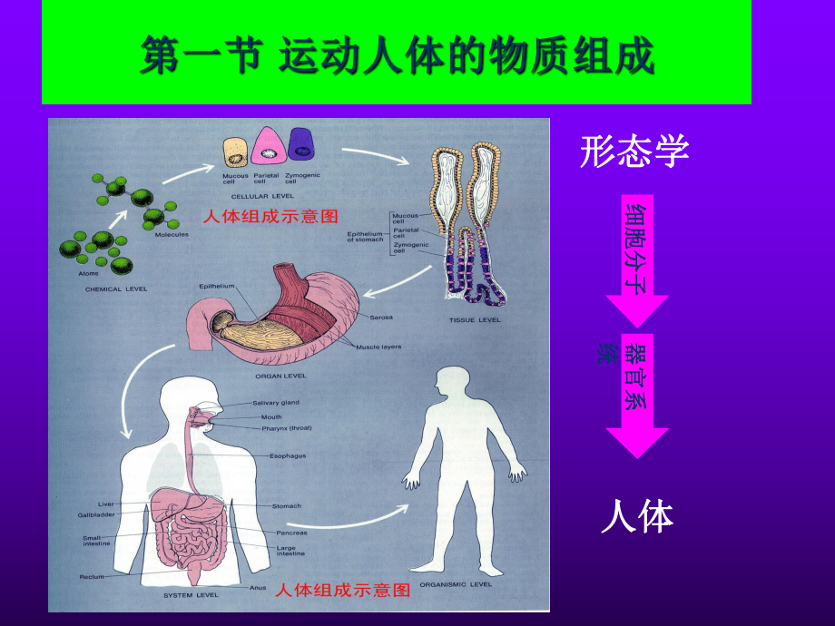 运动生化化学-第一章PPT课件.ppt_第3页