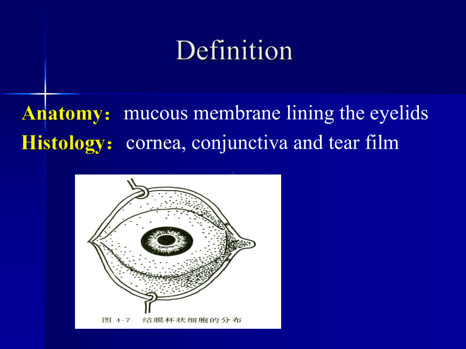 -眼表疾病课件.ppt_第2页