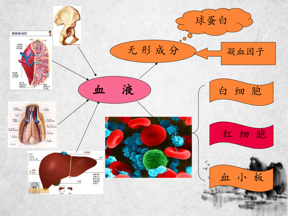 血液系统疾病总论重点课件.ppt_第3页