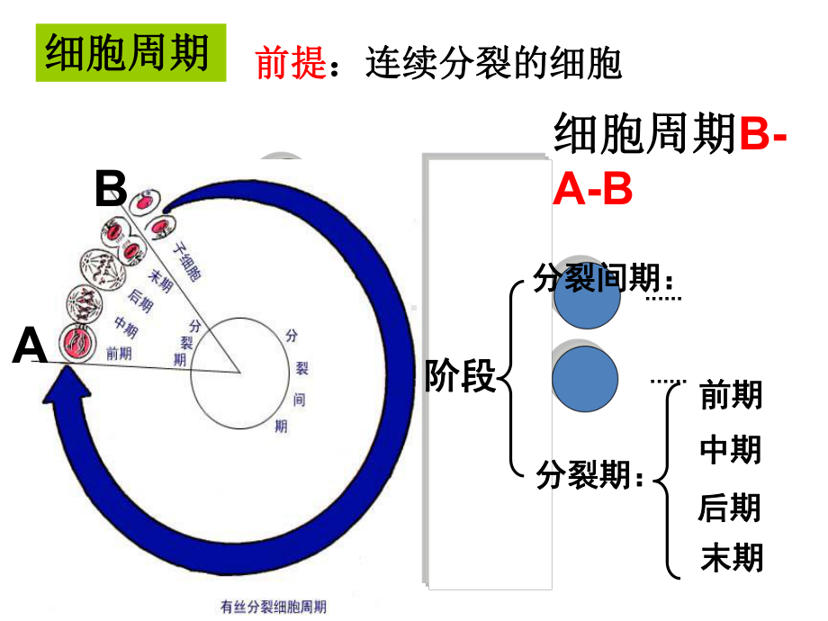 6.1有丝分裂课件(视频版).ppt_第3页