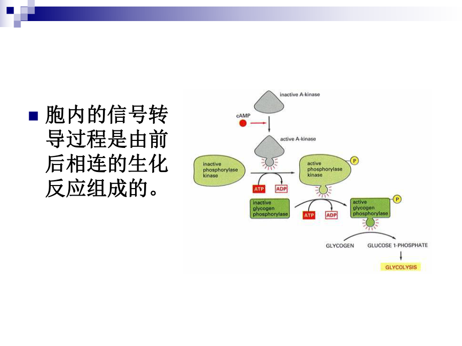 细胞色素氧化还原酶课件.ppt_第2页