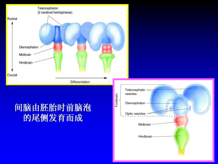 间脑解剖医学PPT课件.ppt_第3页