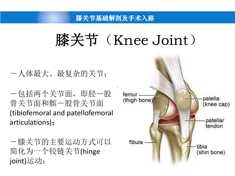 膝关节基础解剖课件.pptx_第2页
