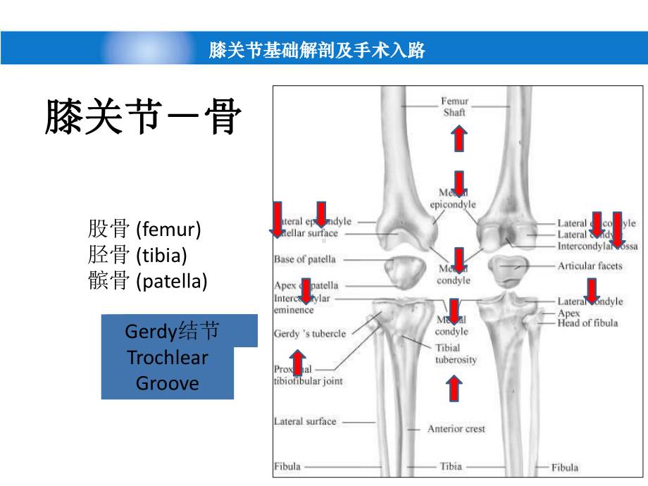 膝关节基础解剖课件.pptx_第3页