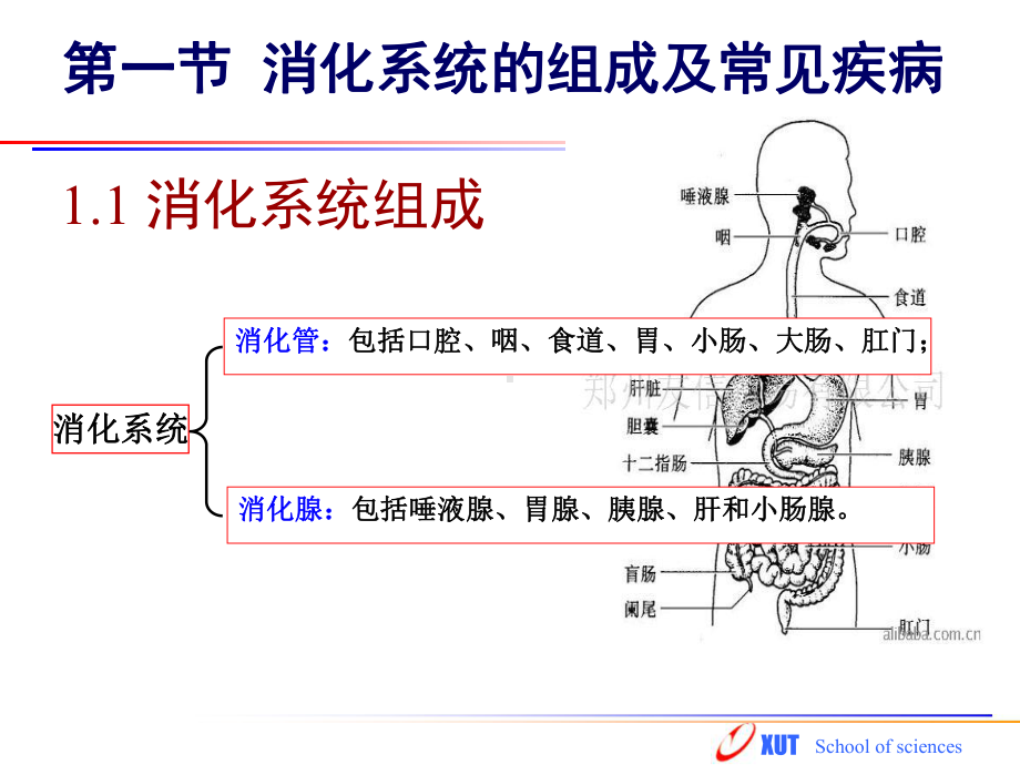 胃酸分泌拟制药课件.ppt_第2页