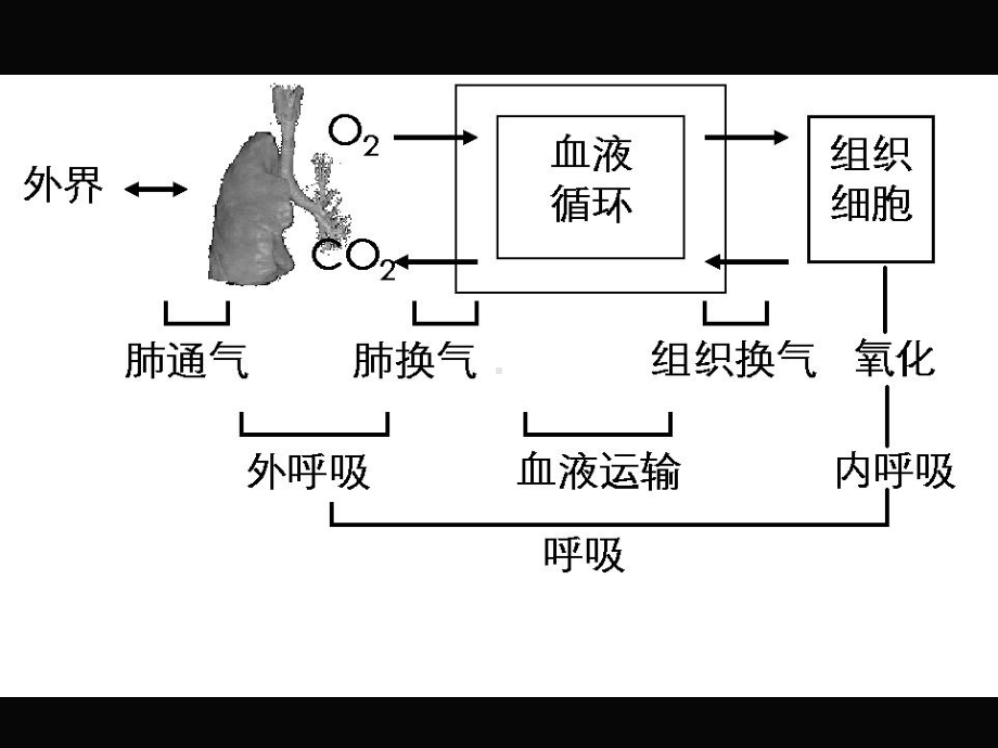 肺的弹性阻力课件.ppt_第3页