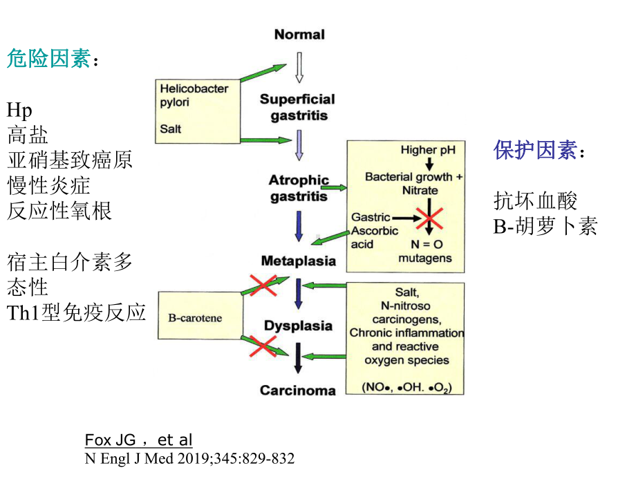 胃癌发病危险因素-PPT课件.ppt_第2页