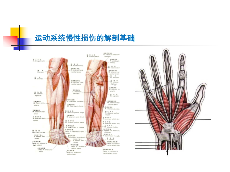 运动慢性损伤与畸形..课件.ppt_第2页