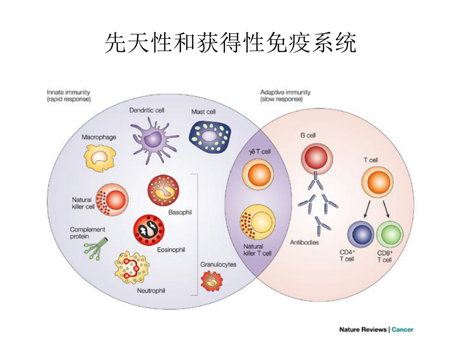 胸外科和免疫学的结合课件.pptx_第3页