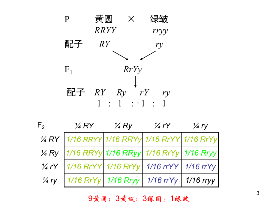 遗传与生物进化讲稿课件.ppt_第3页