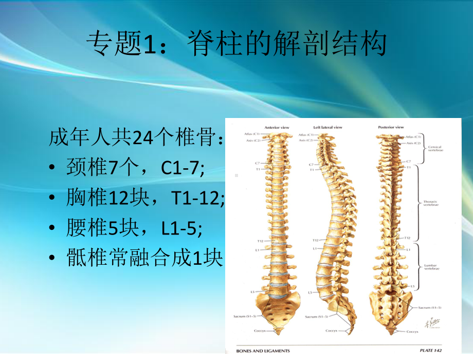 选择性神经根阻滞课件.ppt_第3页