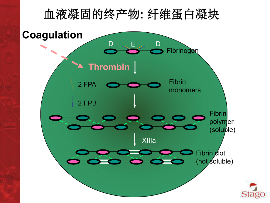 D二聚体stago优质课件.ppt_第3页