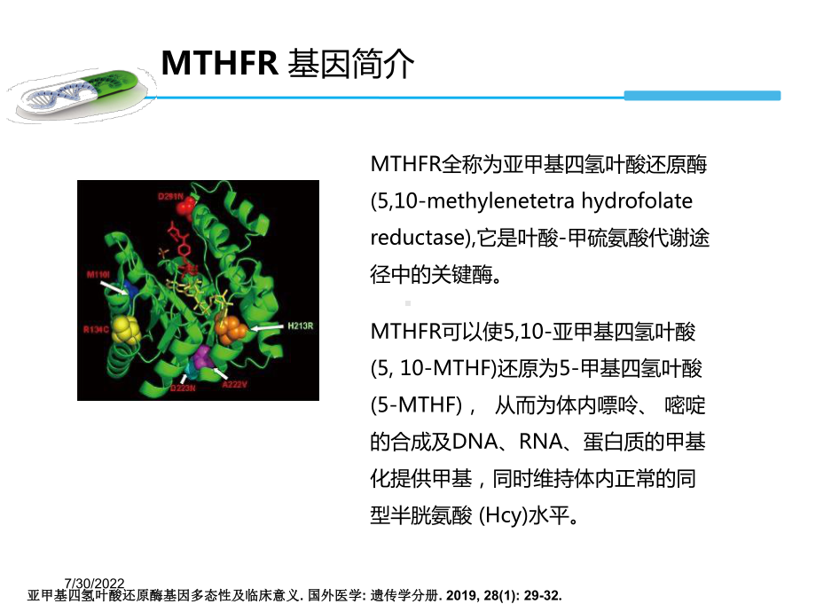 mthfr基因检测与叶酸代谢产科方向ppt课件-精选文档.ppt_第3页