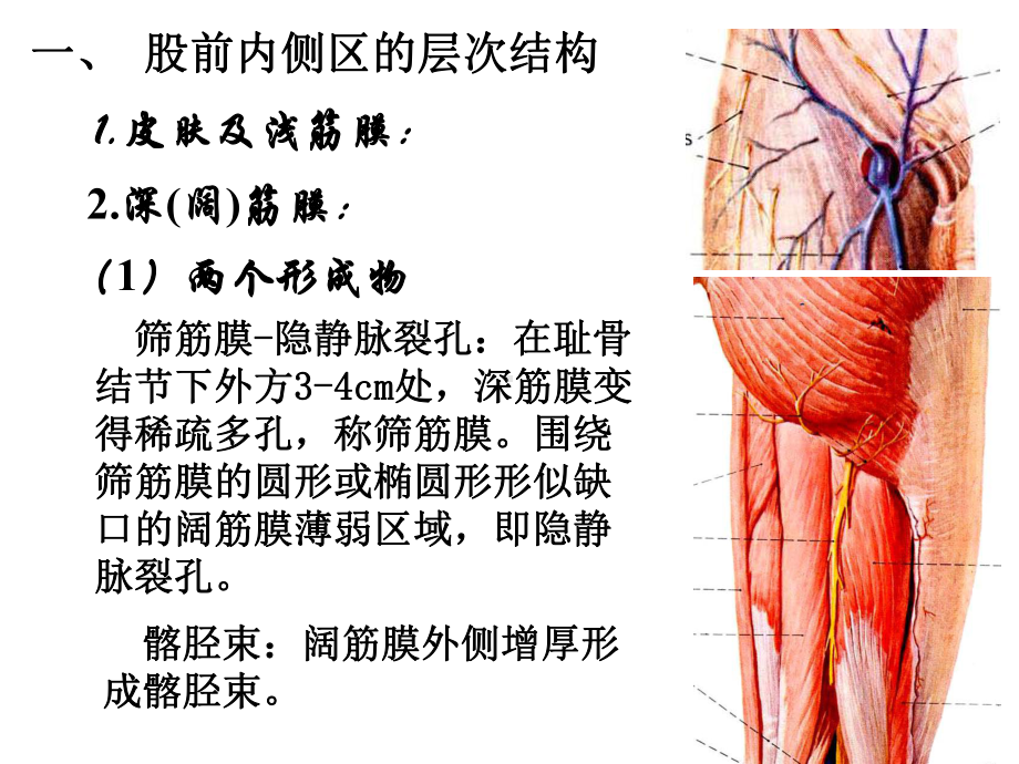 股前内侧区解剖课件.ppt_第3页