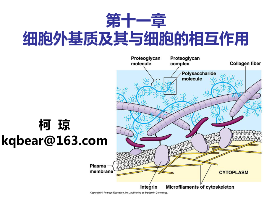 细胞生物学第十一章-细胞外基质及其与细胞的相互作用课件.ppt_第1页