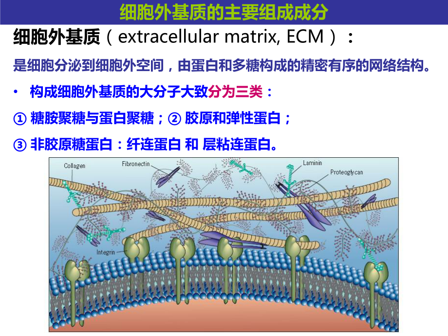 细胞生物学第十一章-细胞外基质及其与细胞的相互作用课件.ppt_第2页