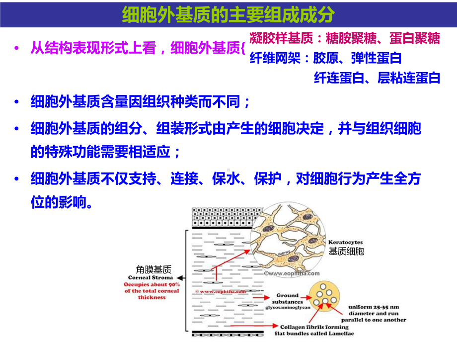 细胞生物学第十一章-细胞外基质及其与细胞的相互作用课件.ppt_第3页