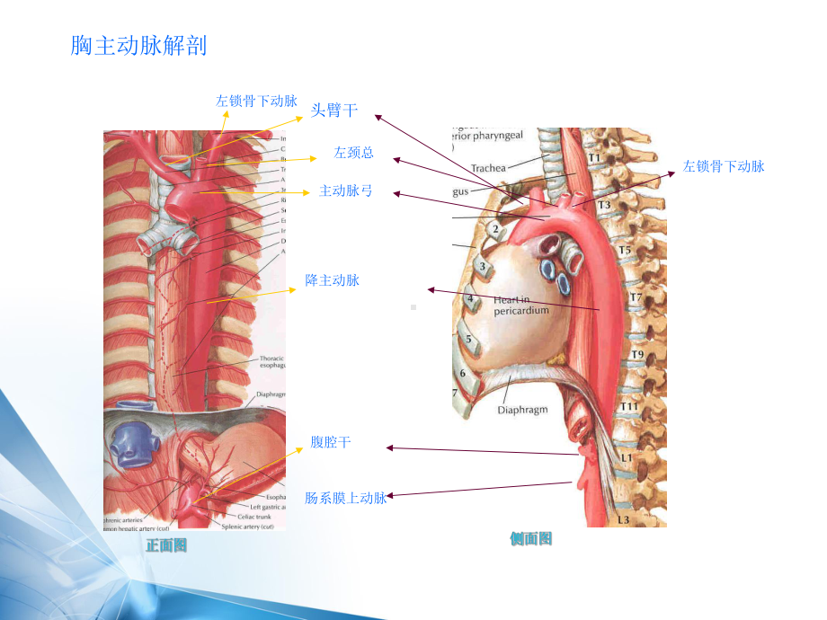 胸主动脉解剖及病理课件.ppt_第3页