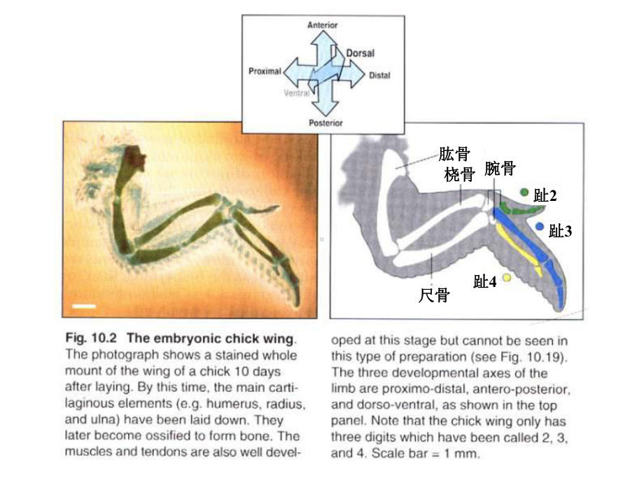 肢芽的形成肢体区课件.ppt_第1页