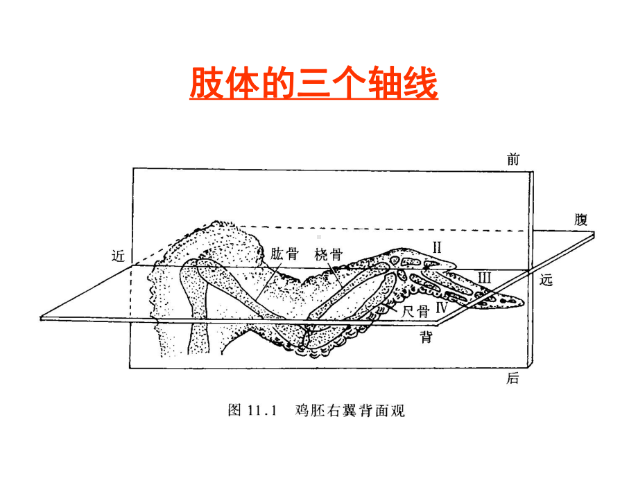 肢芽的形成肢体区课件.ppt_第2页