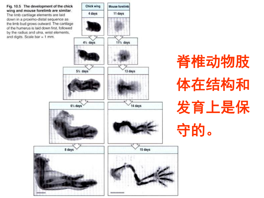 肢芽的形成肢体区课件.ppt_第3页