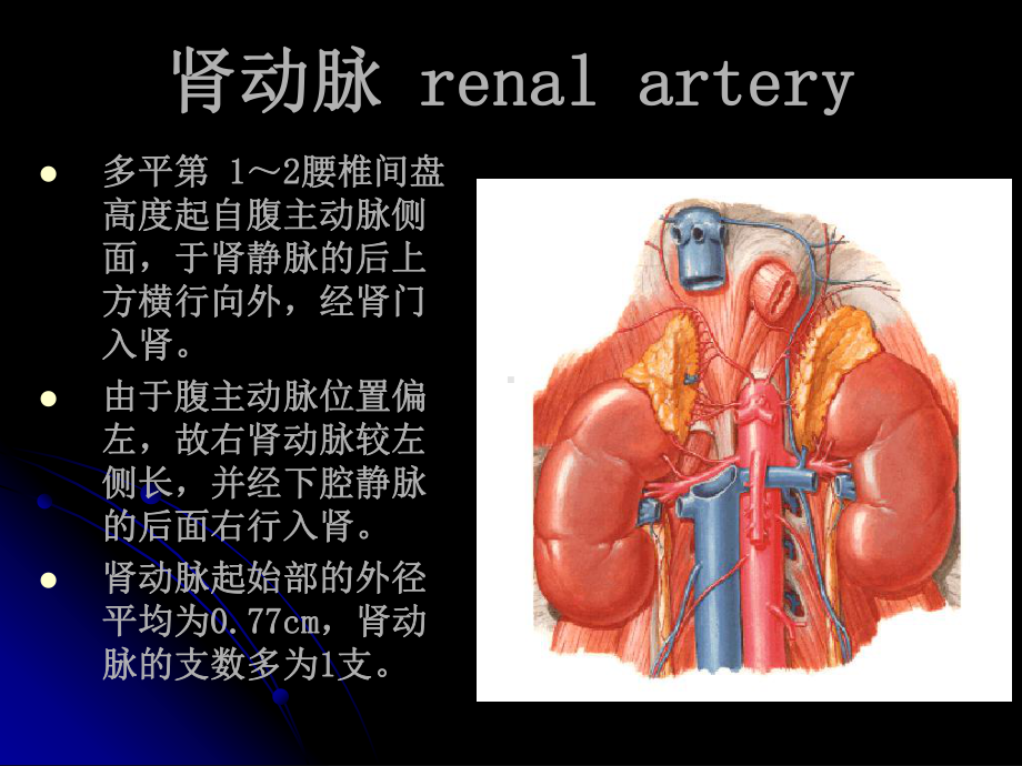 肾系统组织学基础课件.ppt_第2页